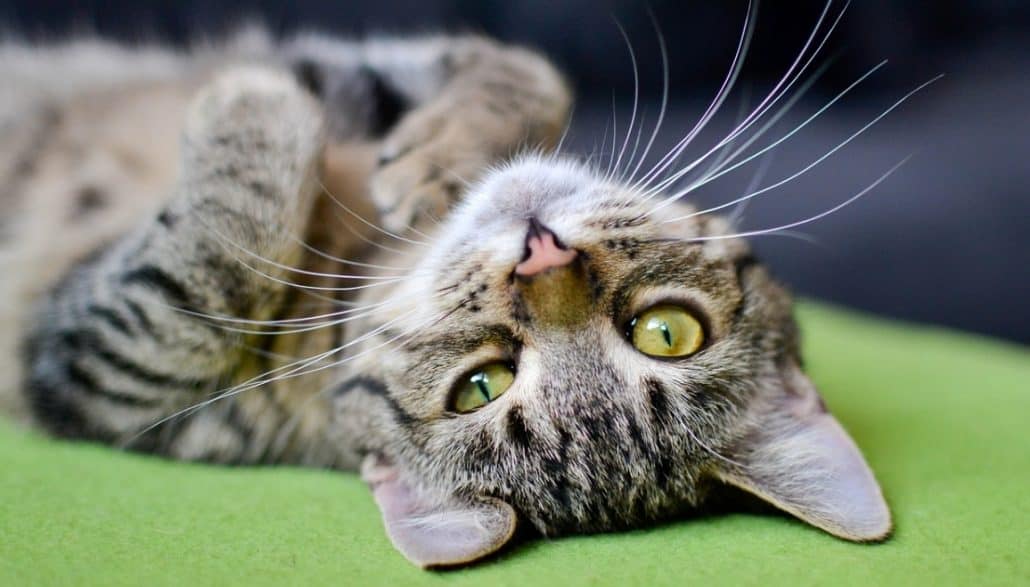 Perchè si dice che i gatti abbiano nove vite?