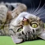 Perchè si dice che i gatti abbiano nove vite?